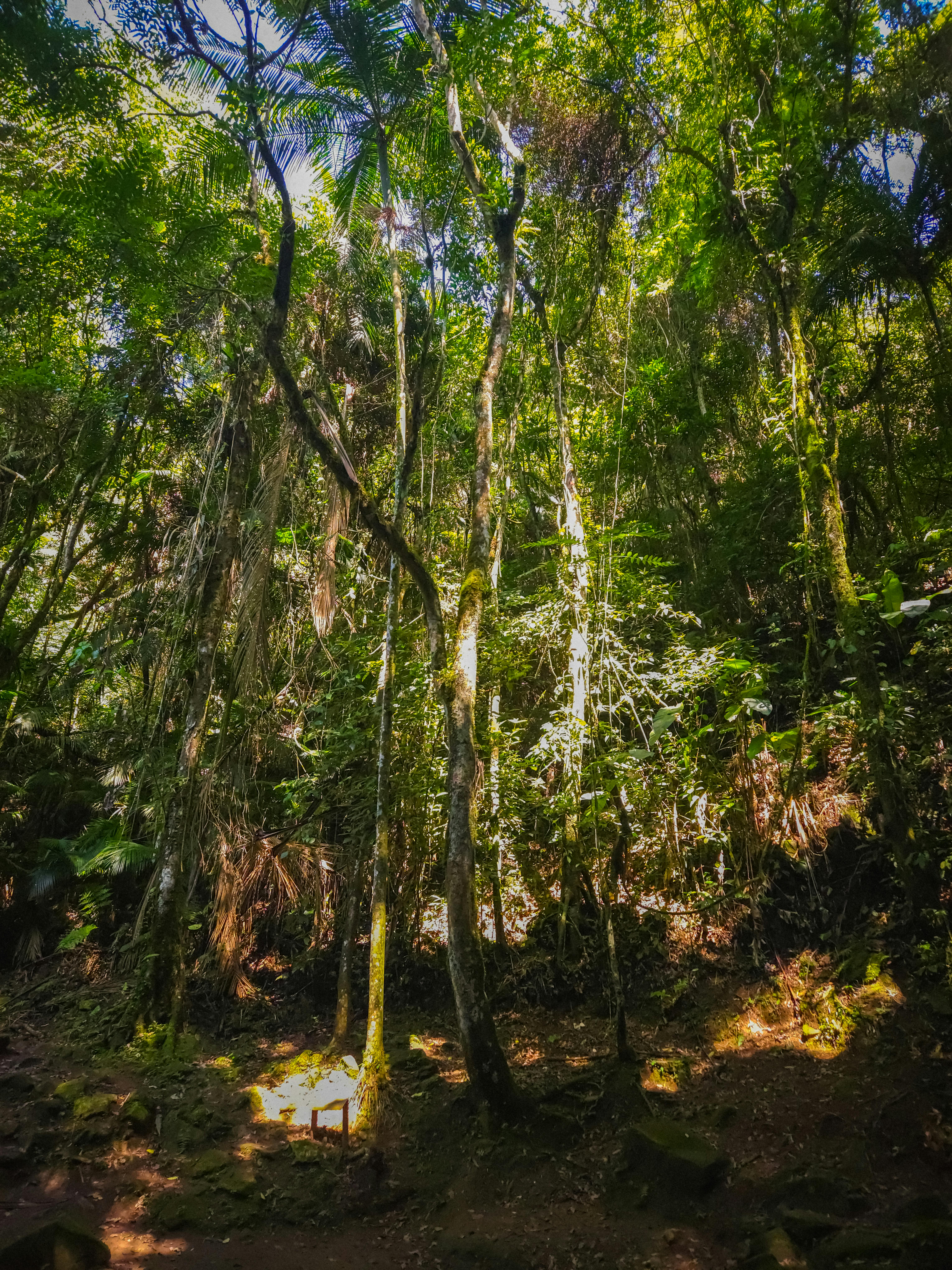 Floresta da Mata Atlântica